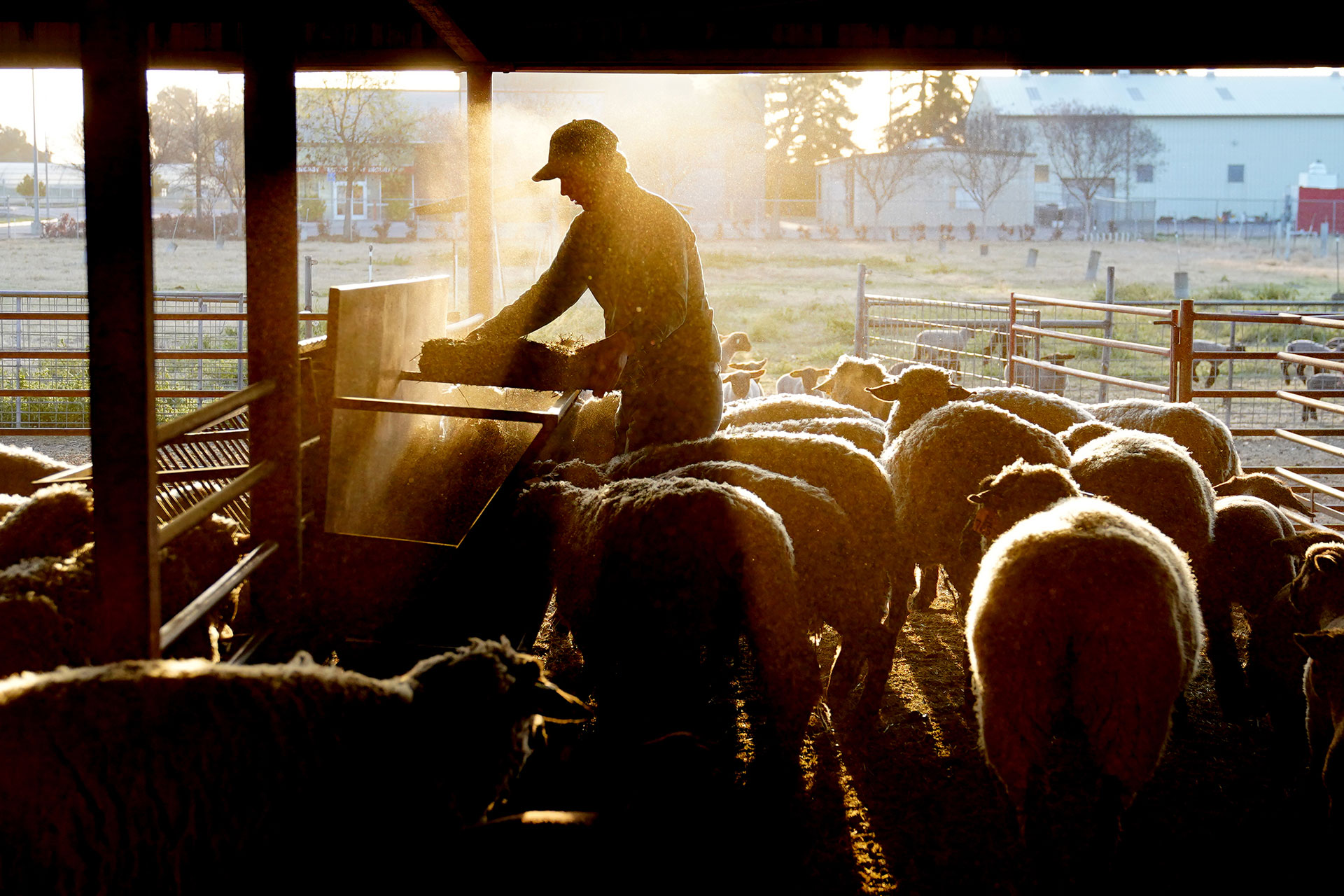 An ag student feeds sheep on the University Agricultural Laboratory