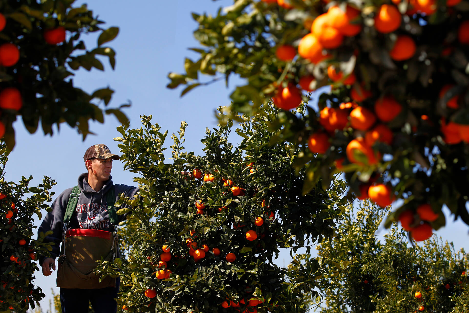 An ag student picks oranges from the orchard Photo